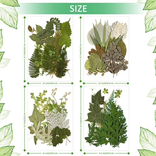 84 Pieces Dried Pressed Leaves Dried Flowers for Resin Dried Leaves for Resin Mini Dried Flowers for Crafts Dried Greenery Assorted Dried Leaves for Timtin