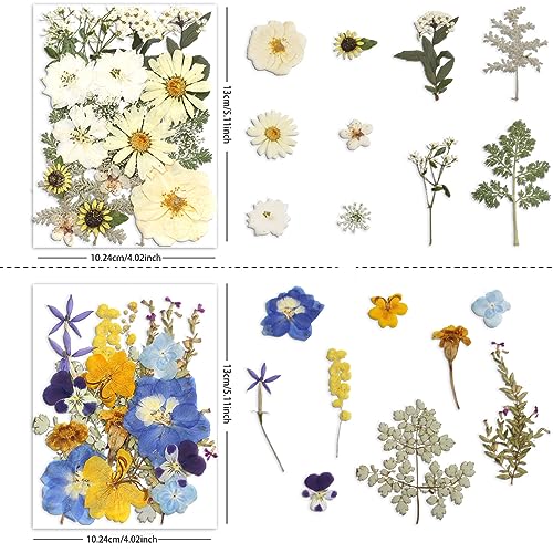 Buzidao Dried Pressed Flowers, 80Pcs Real Natural Pressed Flowers for Resin DIY Crafts Nail Art Candle Jewelry Making, Real Dried Pressed Flowers, Buzidao