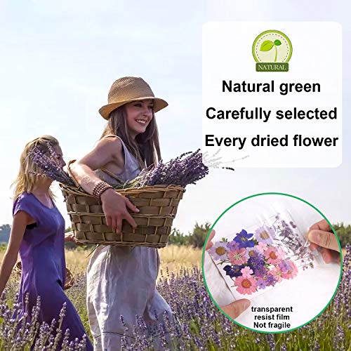 Dried Flowers for Resin Natural Dried Pressed Flowers for DIY Jewelry Molds, Art Crafts Scrapbooking, Candle, Soap Making, Nails Décor Augshy