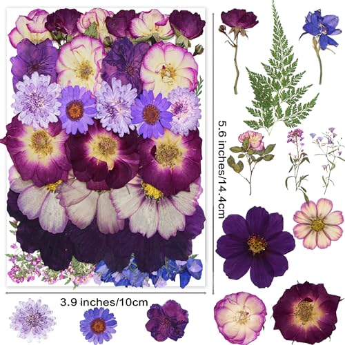 OECCO Large Purple Dried Pressed Flower for Resin, Big Real Nature Pressing Floral Leaves for DIY Craft, Mold, Jewelry Making, Candle Scrapbooking OECOO