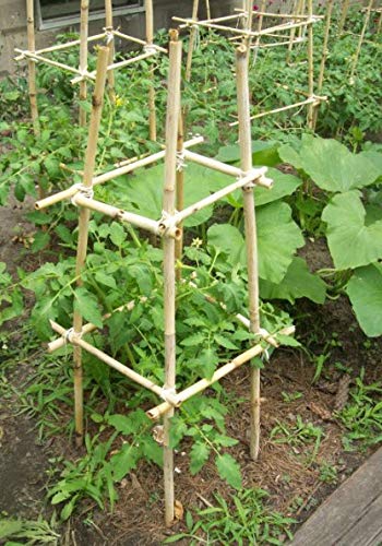 Hydrofarm HGBB6 6' Natural, pack of 25 Bamboo Stake, Tan Hydrofarm