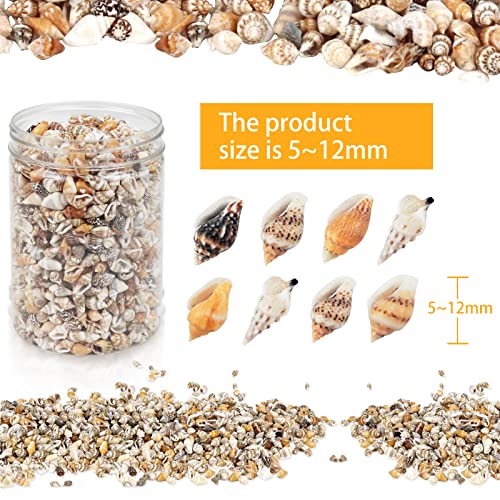 Weoxpr 2000 Pcs Tiny Sea Shells for Crafting,Mixed Ocean Beach Mini Seashells Bulk for Home Decorations,Beach Theme Party, Small Shells for Craft, WEOXPR