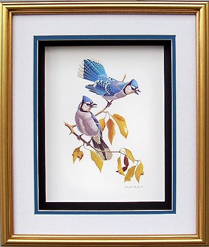 DSC Blue Jay Birds Paper Tole 3D Decoupage Craft Kit Size 8x10 inches 8062 (The Additional Pictures Show This Craft Kit Framed in a Shadow Box Frame) DSC