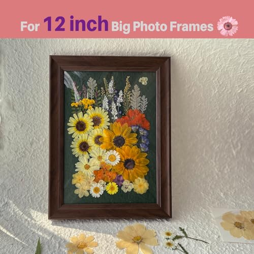 ZQmino A4 Large Dried Pressed Flowers for Resin Sunflower Pressed Flowers Real Dry Natural Flowers Leaves for Resin Mold Cake Candle Making Phone ZQmino