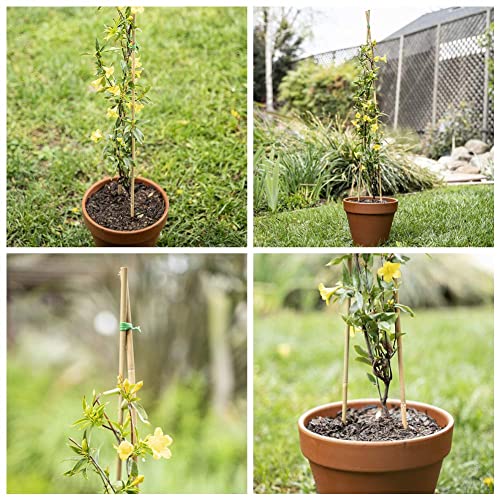 Mininfa Natural Bamboo Stakes 2 Feet, Eco-Friendly Garden Stakes, Plant Stakes Supports Climbing for Tomatoes, Trees, Beans, 30 Pack Mininfa