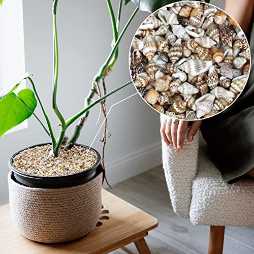 Weoxpr 2000 Pcs Tiny Sea Shells for Crafting,Mixed Ocean Beach Mini Seashells Bulk for Home Decorations,Beach Theme Party, Small Shells for Craft, WEOXPR