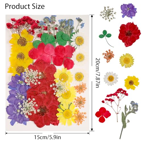180Pcs Dried Pressed Flowers Resin Mold Real Pressed Flowers Natural Dry Leaves Bulk Mixed Colorful Daisy Herbs Kit with Tweezers for Scrapbooking Gvhntk