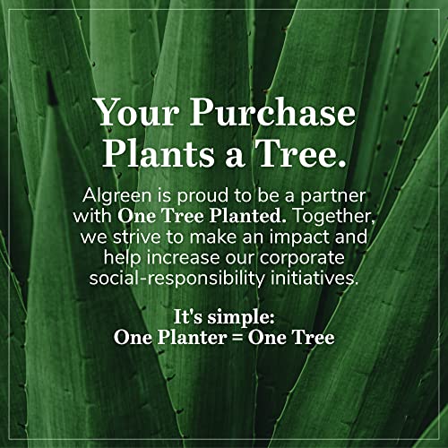 Algreen Gardenview Decorative Indoor or Outdoor Trellis with 3 Vertical Wall Hanging Planters with Drain Plugs for Flowers, Herbs, and Succulents Algreen Products