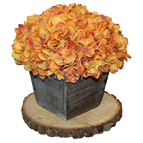 Wilson Basswood Round Rustic Wood Slice for Natural Décor, DIY Crafts (7-9") Set of Four WILSON