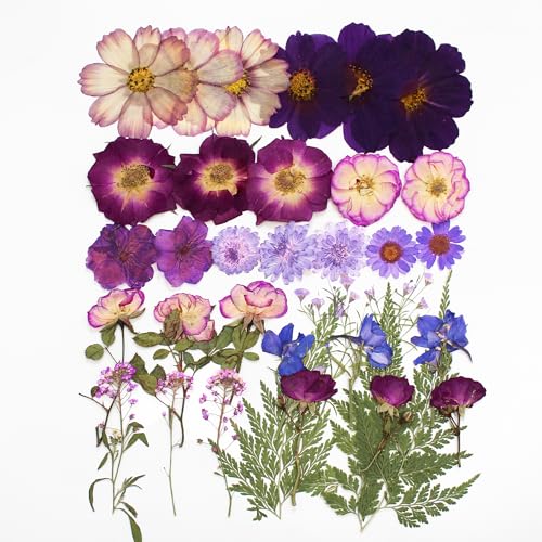 OECCO Large Purple Dried Pressed Flower for Resin, Big Real Nature Pressing Floral Leaves for DIY Craft, Mold, Jewelry Making, Candle Scrapbooking OECOO