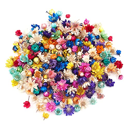 Queenbox 200pcs Colorful Mini Star Daisy Dry Flowers, Art Craft Brazilian Natural Dried Floral Head for Wedding Confetti Soap Candle Scrapbooking DIY Queenbox