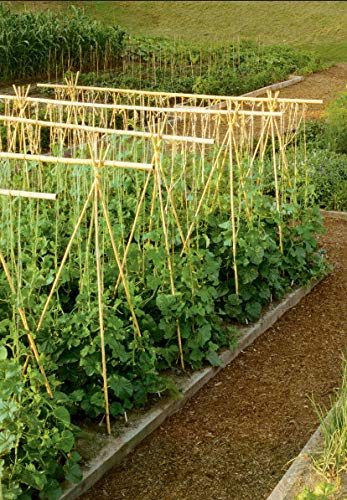 Hydrofarm HGBB6 6' Natural, pack of 25 Bamboo Stake, Tan Hydrofarm