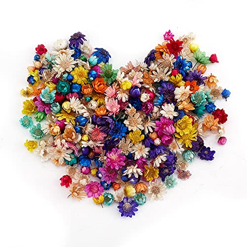 Queenbox 200pcs Colorful Mini Star Daisy Dry Flowers, Art Craft Brazilian Natural Dried Floral Head for Wedding Confetti Soap Candle Scrapbooking DIY Queenbox