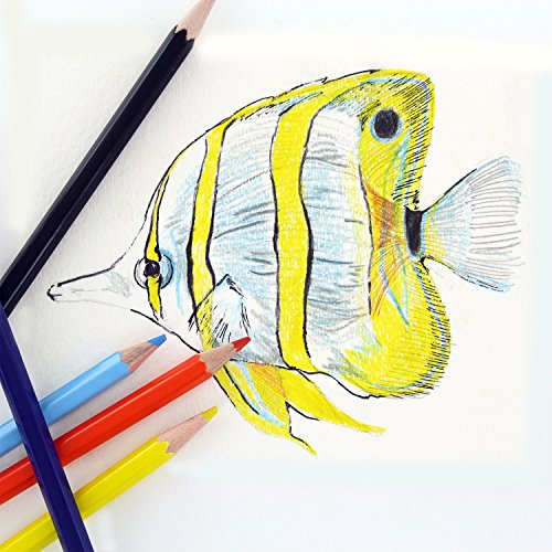 Thornton's Art Supply 36 Count Professional Hi-Quality Artist Colored Pencil Set WoodArtSupply