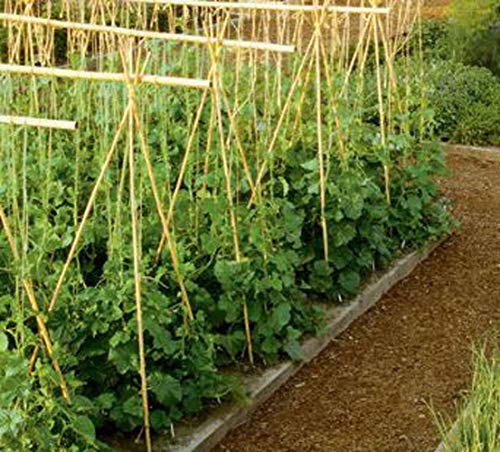 FOREVER BAMBOO BAMA-BP11 Bamboo Garden Stakes Plant Support, 3/8" D x 4' H, Natural FOREVER BAMBOO