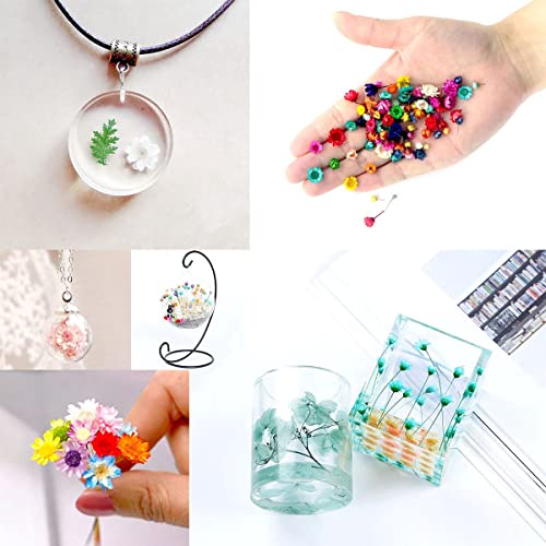 CellLuck Small Dried Flowers for Resin, 600PCs Hand-Picked Brazilian Mini Daisy Dry Flowers, Mixed Real Natural Dried Flowers for Epoxy Resin, CellLuck