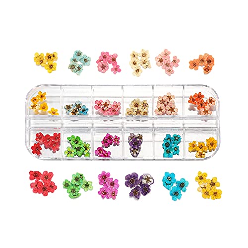 AGCFABS 1 Box Real Dried Flower Dry Plants Ammi Majus for UV Epoxy Resin Pendant Necklace Jewelry Making Craft Nail Art Decoration (5) AGCFABS