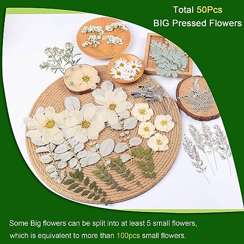 12“ Large Bulk Winter White Dried Pressed Flowers for Art Crafts, Real Dry Natural Flower Leaf for Resin Mold, Jewelry Making, Glass Frame (Winter ZMRU
