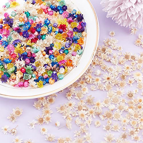 Queenbox 200pcs Colorful Mini Star Daisy Dry Flowers, Art Craft Brazilian Natural Dried Floral Head for Wedding Confetti Soap Candle Scrapbooking DIY Queenbox
