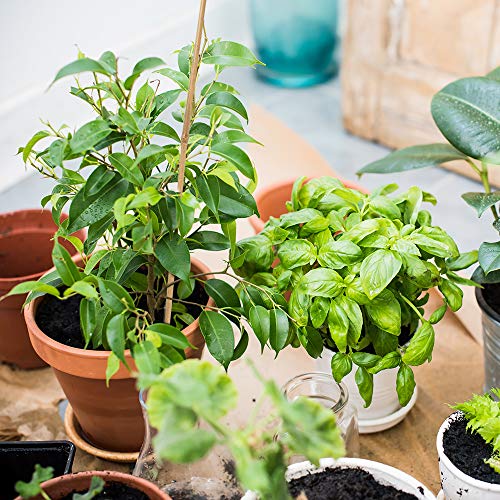 Pllieay 20PC 1.33'/16 Inch Natural Plant Stakes Garden Stakes Bamboo Sticks for Outdoor and Indoor, Potted Tomato Plant Support Pllieay