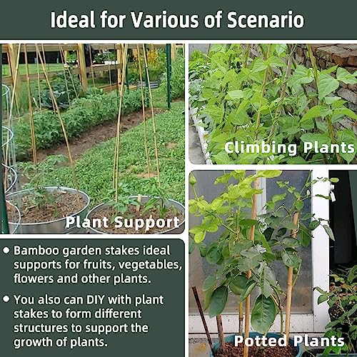 50Pcs Bamboo Plant Stakes for Indoor Outdoor Plants, 0.32''/16 Inch Bamboo Sticks Garden Support Stakes Bamboo Poles Trellis for Tomato Vegetables Avalution