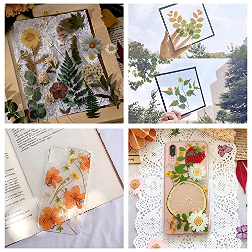 WANDIC Four Leaf Clover Flower Press Kit, Wooden Art Kit Plant Press Book Flower Fruit Press Kit for DIY Art Handicrafts Specimens Outdoor Learning WANDIC