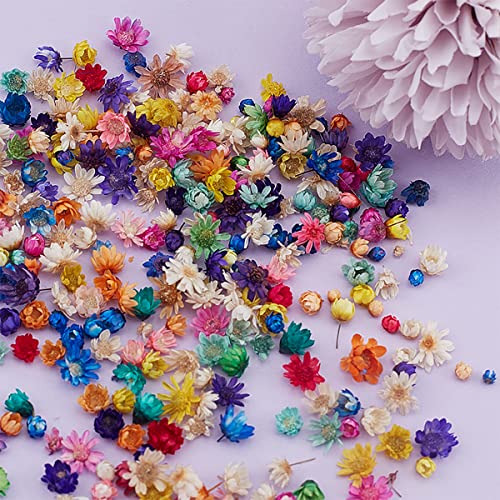 Queenbox 200pcs Colorful Mini Star Daisy Dry Flowers, Art Craft Brazilian Natural Dried Floral Head for Wedding Confetti Soap Candle Scrapbooking DIY Queenbox
