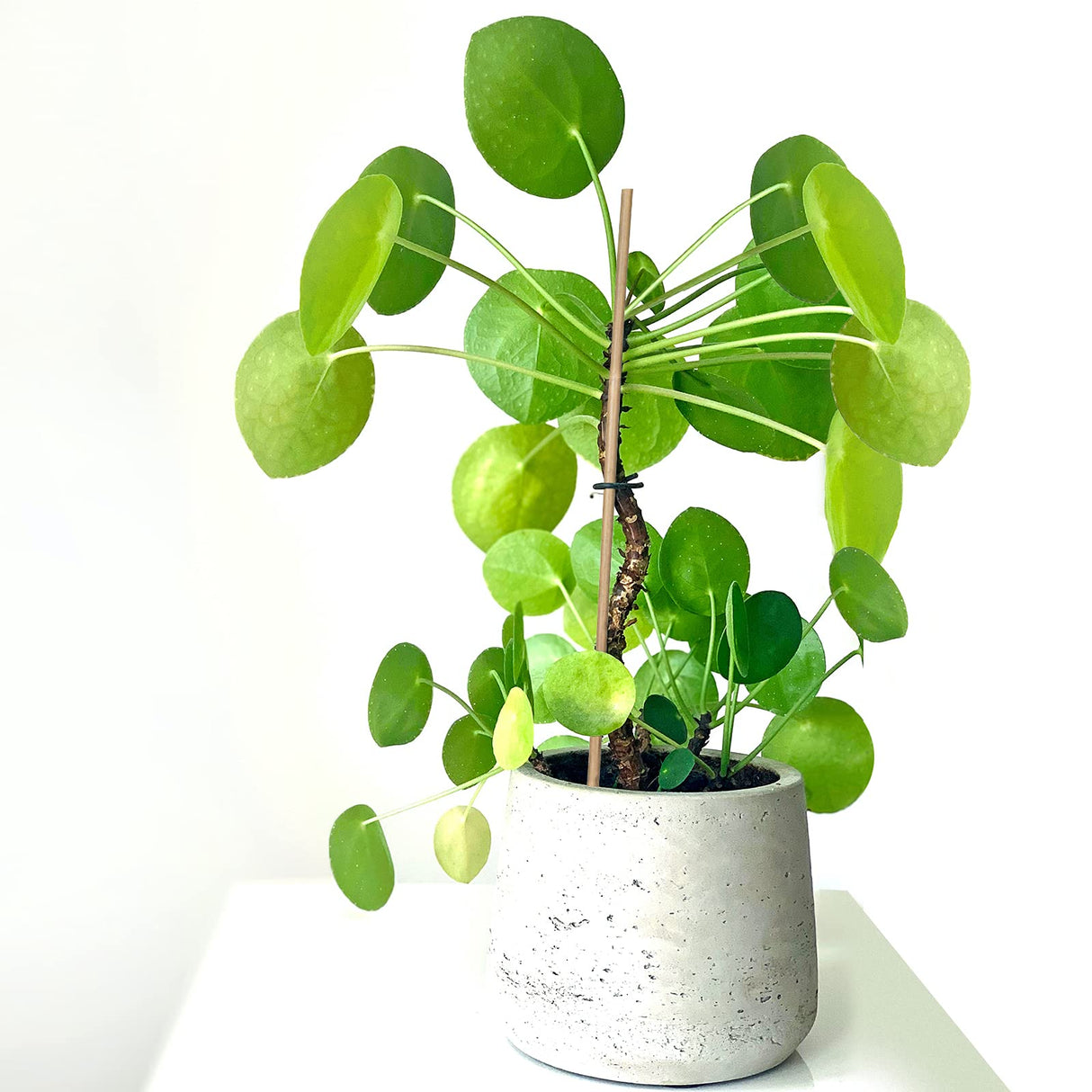 Plant Stakes Natural Garden Bamboo Sticks for Indoor and Outdoor Plants,GAGINANG 20pcs Plant Support Stakes for Tomatoes, Beans, Potted Plants - 18 GAGINANG