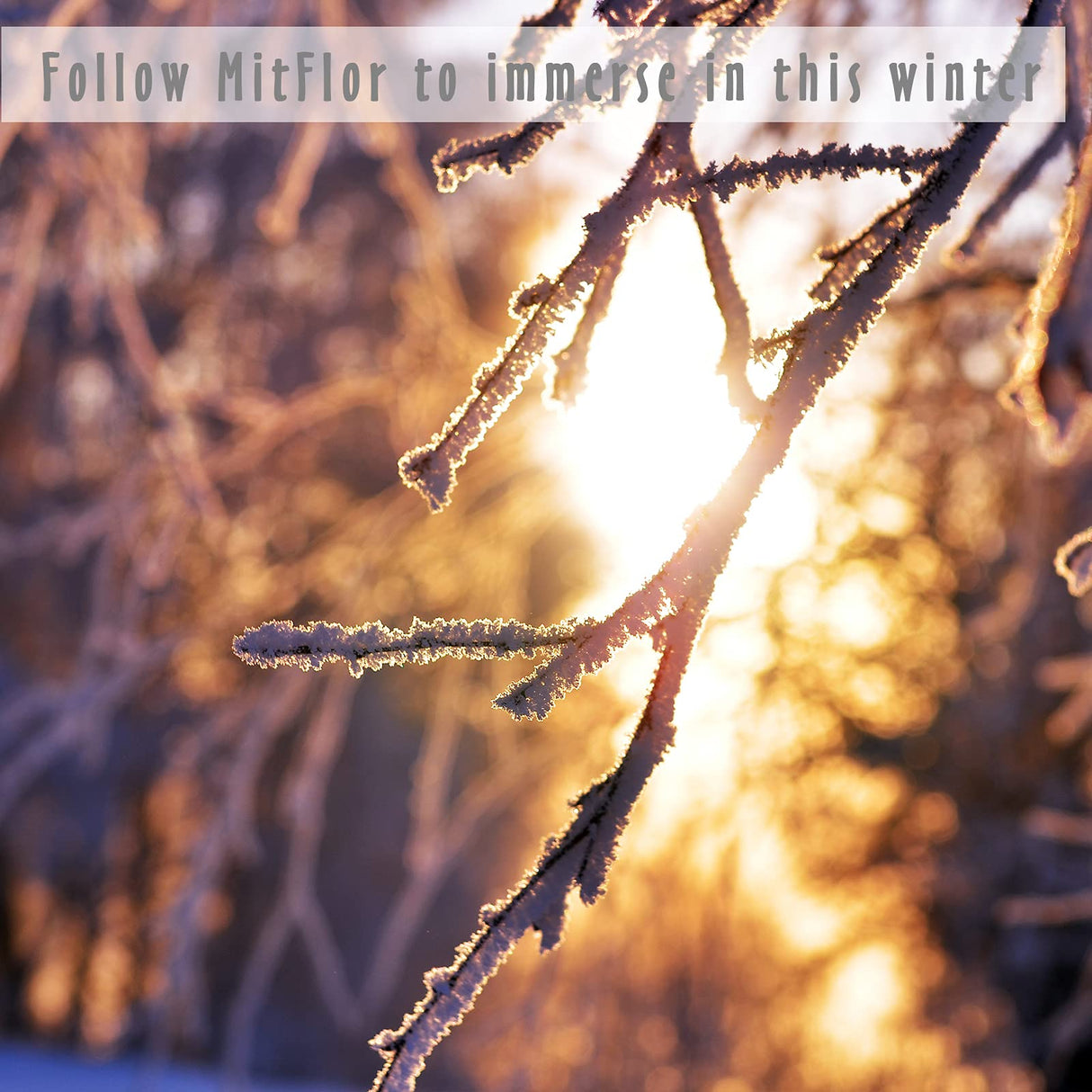 Fragrance Oils, MitFlor Winter Essential Oils for Home Diffusers, Soap & Candle Making Scents, Premium Holiday Aromatherapy Gift Set, 6 x10ml-Winter MitFlor