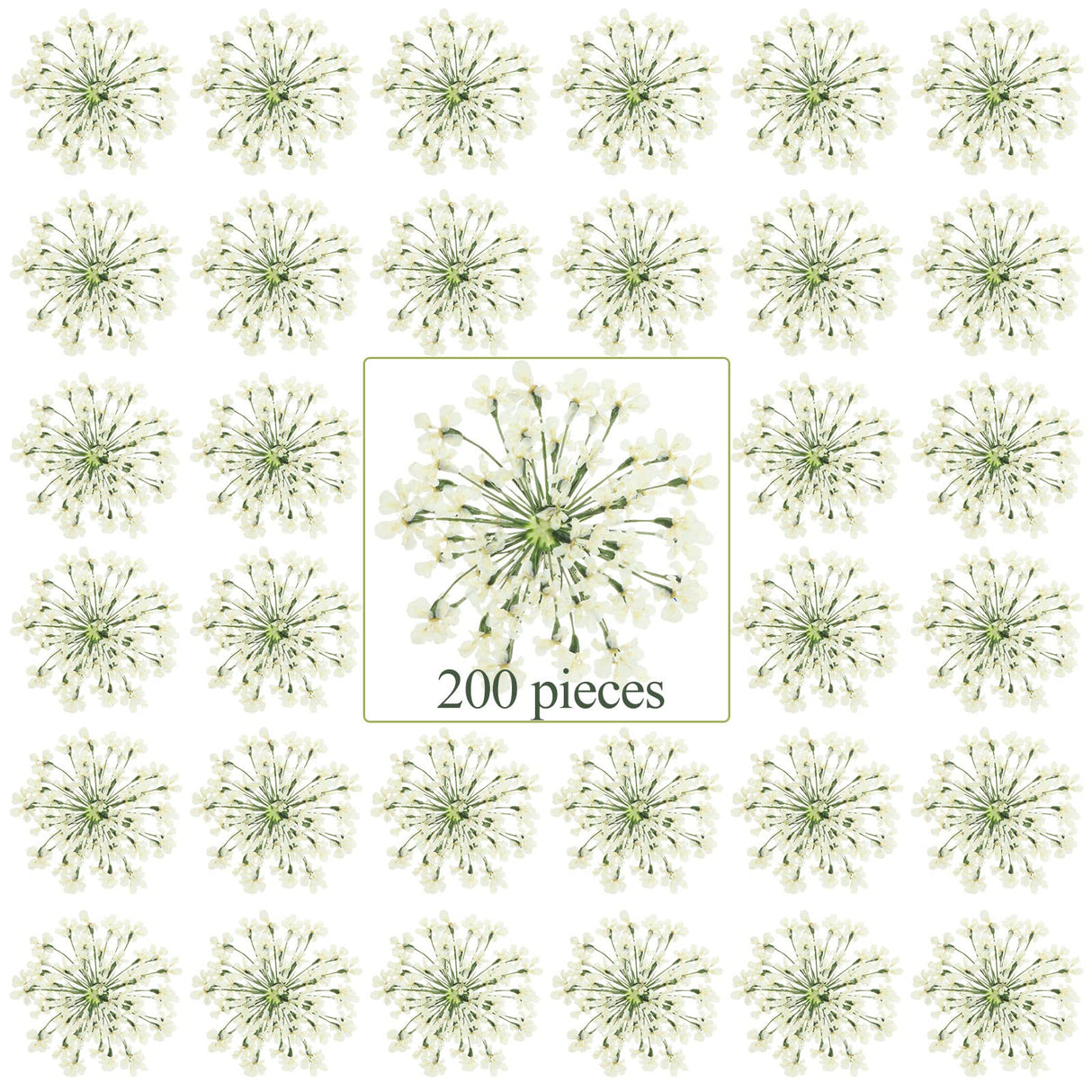 200 Pcs Pressed Dried Flowers for Resin Art Ammi Majus Natural Pressed Dried Flower Dry Flowers for Crafts DIY Wedding Home Decor Scrapbooking Gift Fabbay