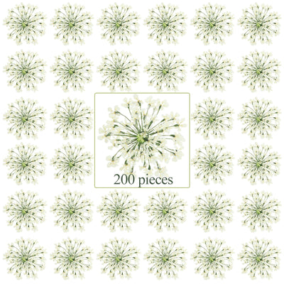 200 Pcs Pressed Dried Flowers for Resin Art Ammi Majus Natural Pressed Dried Flower Dry Flowers for Crafts DIY Wedding Home Decor Scrapbooking Gift
