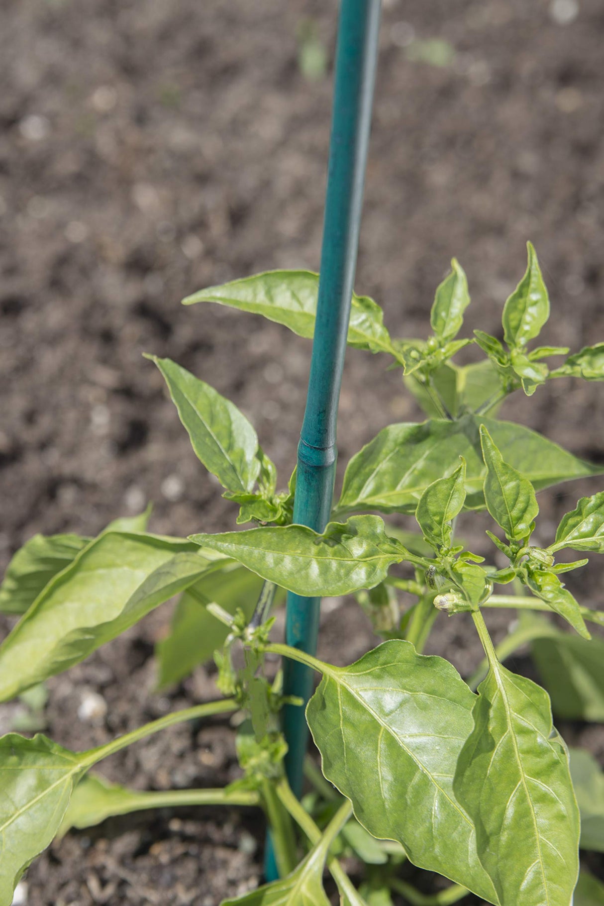 Bond 425 Bamboo Stake, 4-feet, 25-pack Bond