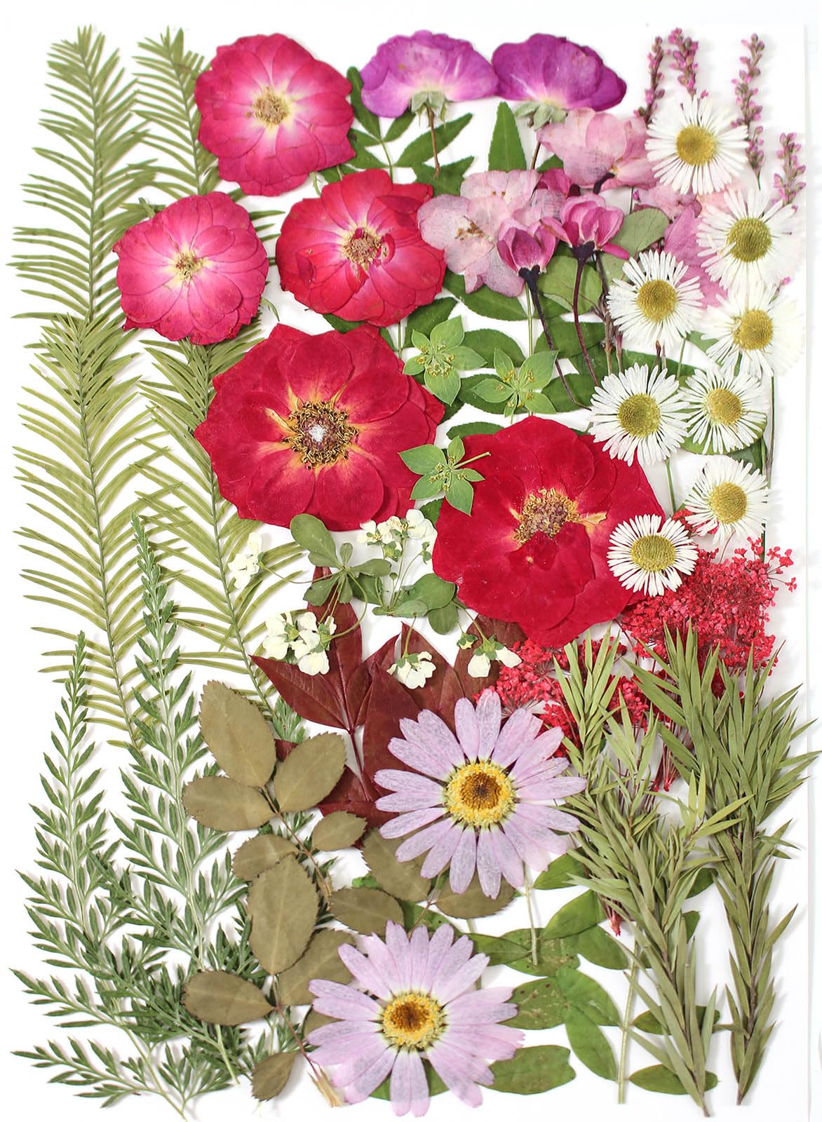 A5 Large Bulk Christmas Dried Pressed Flowers for Christmas Decor, Real Dry Natural Flower Leaf Daisy for Resin Mold, Cake Decor, Phone Cases ( ZMRU