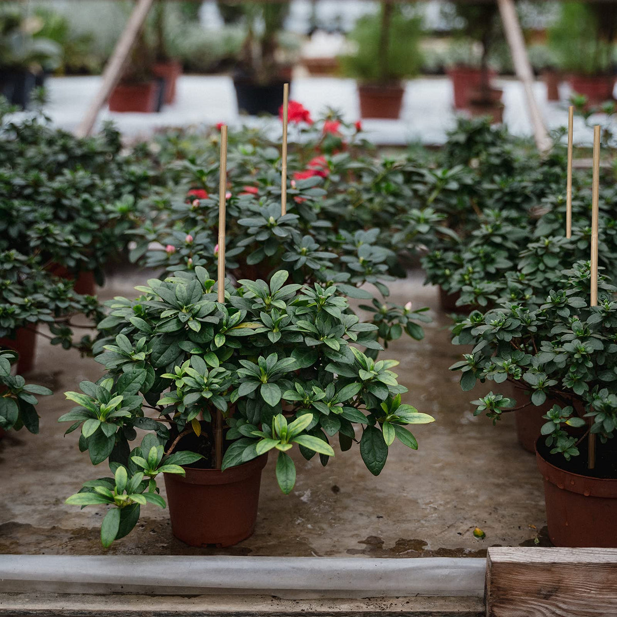 Plant Stakes Natural Garden Bamboo Sticks for Indoor and Outdoor Plants,GAGINANG 20pcs Plant Support Stakes for Tomatoes, Beans, Potted Plants - 18 GAGINANG