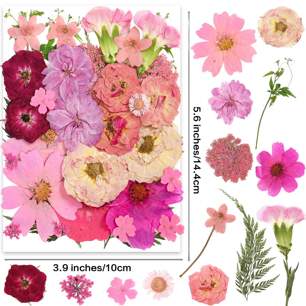 OECCO Large Pink Dried Pressed Flower for Resin, Big Real Nature Pressing Floral Leaves for DIY Craft, Mold, Jewelry Making, Candle Scrapbooking OECOO