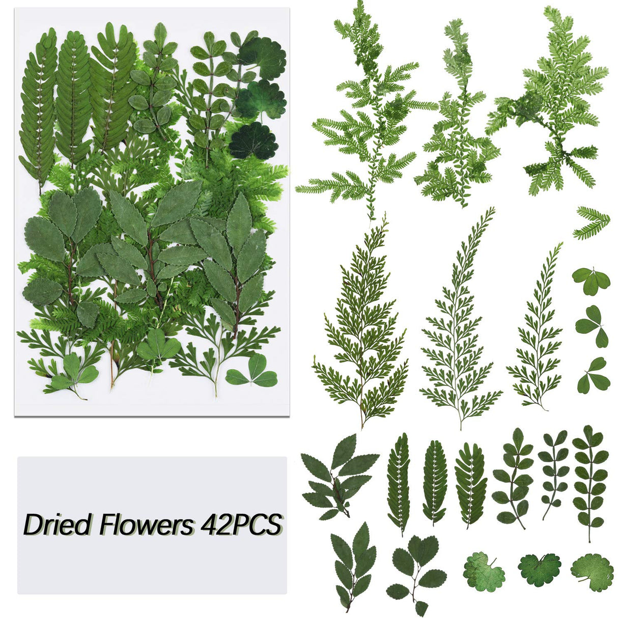 42 Pieces Dried Pressed Leaves Dried Flowers for Resin Real Assorted Dried Greenery for Pressed Leaf Art Craft DIY Embellishment Decorations, 7 BBTO