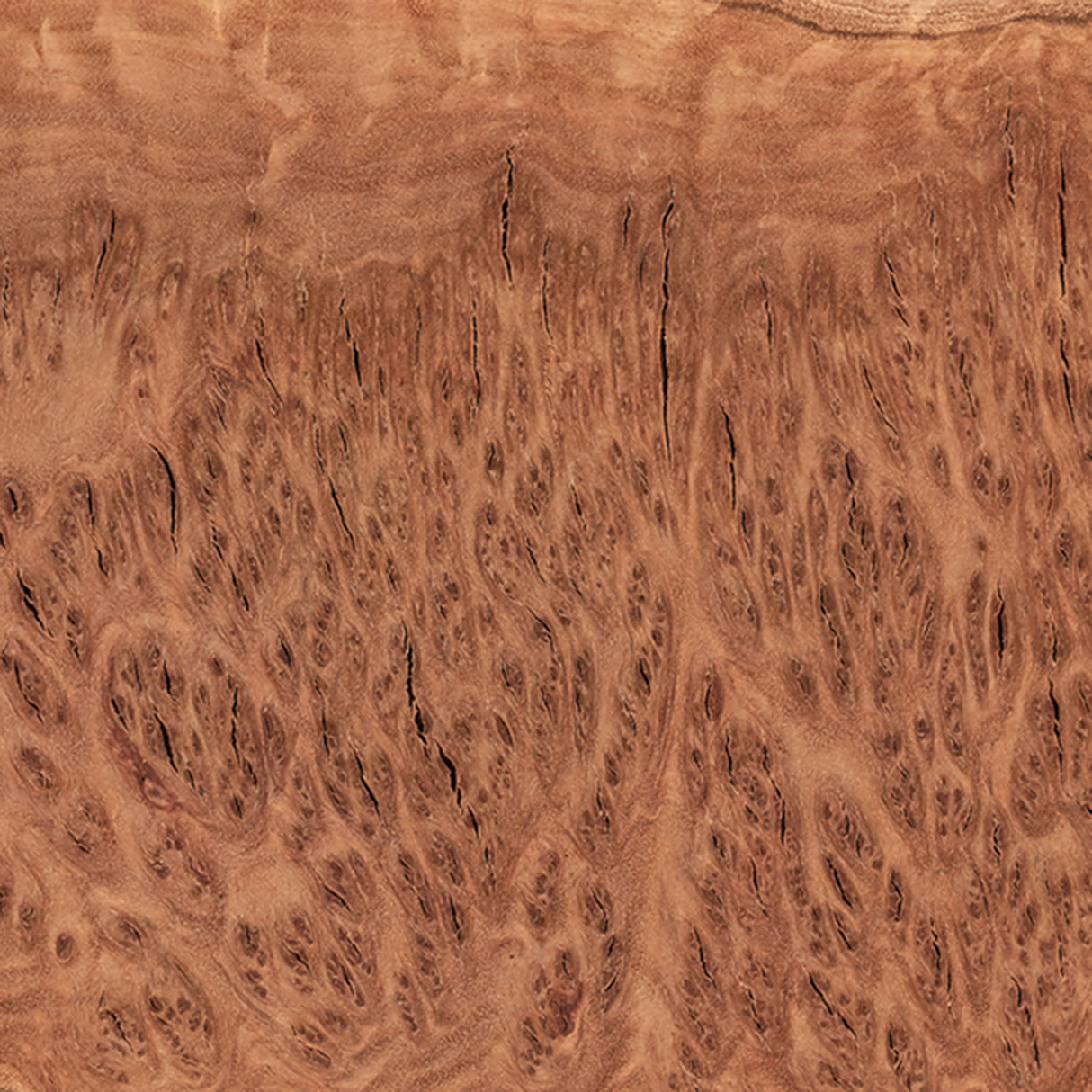 Woodcraft Australian Red Coolibah Burl Turning Blank 1kg-2kg 1-Piece WOODCRAFT