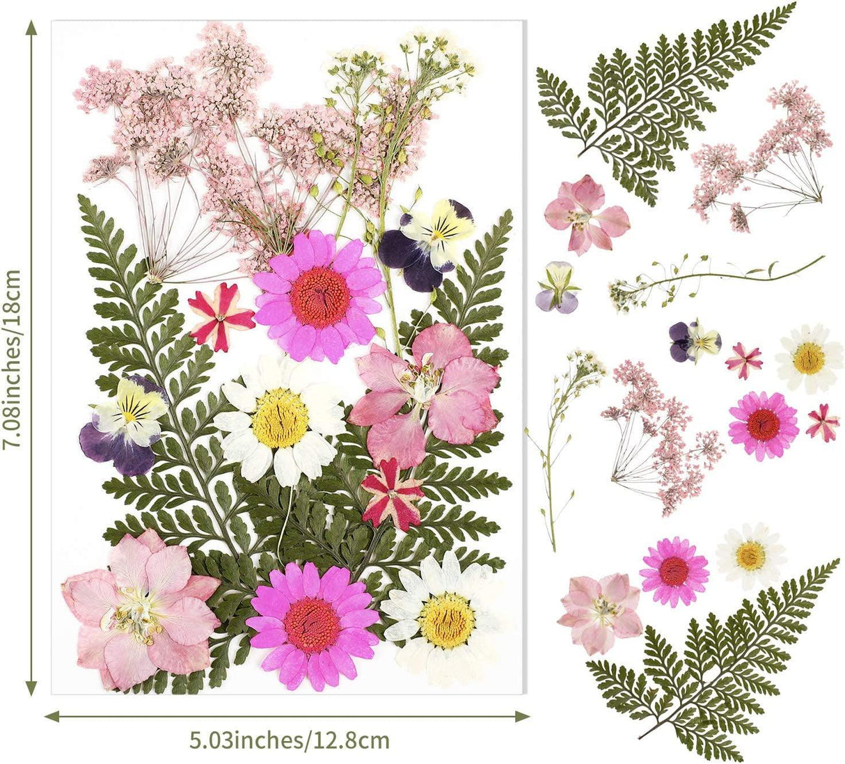 Pressed Flowers Resin Flowers for Resin Mold, Real Daisy Dried Flower Leaves Natural with Tweezers for Scrapbooking DIY Candle Accessories Jewelry WoodArtSupply