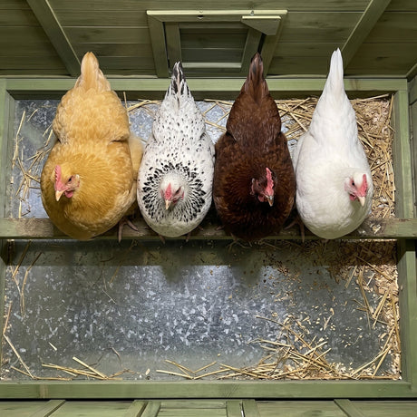 70" Large Wooden Chicken Coop with 2 Nesting Boxes and Waterproof Roof HouseOfZazla