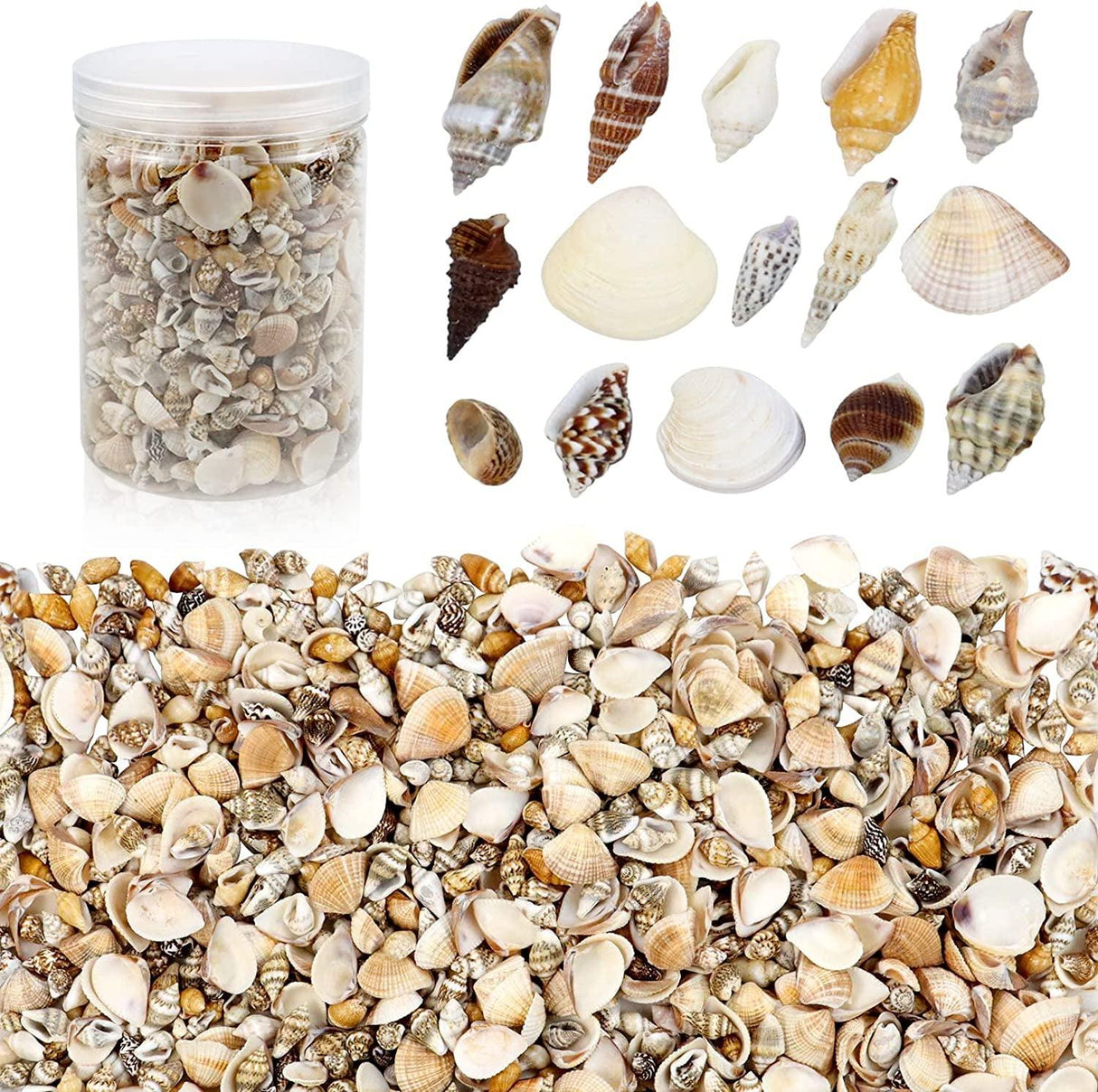 1000Pcs Mini Sea Shells Mixed Ocean Beach Seashells Various Sizes Natural Seashells Starfish for Fish Tank, Home Decorations, Beach Theme Party, WoodArtSupply