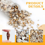 1000Pcs Mini Sea Shells Mixed Ocean Beach Seashells Various Sizes Natural Seashells Starfish for Fish Tank, Home Decorations, Beach Theme Party, WoodArtSupply