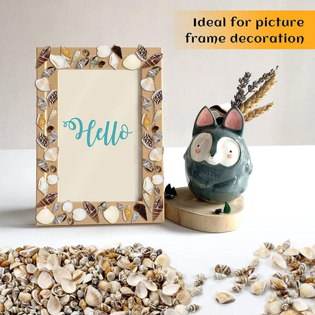 1000Pcs Mini Sea Shells Mixed Ocean Beach Seashells Various Sizes Natural Seashells Starfish for Fish Tank, Home Decorations, Beach Theme Party, WoodArtSupply