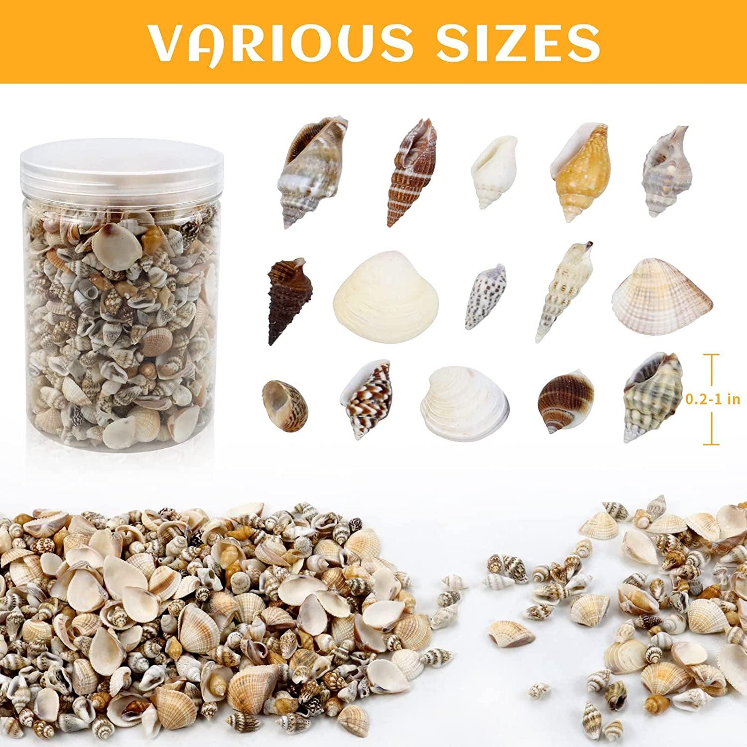 1000Pcs Mini Sea Shells Mixed Ocean Beach Seashells Various Sizes Natural Seashells Starfish for Fish Tank, Home Decorations, Beach Theme Party, WoodArtSupply