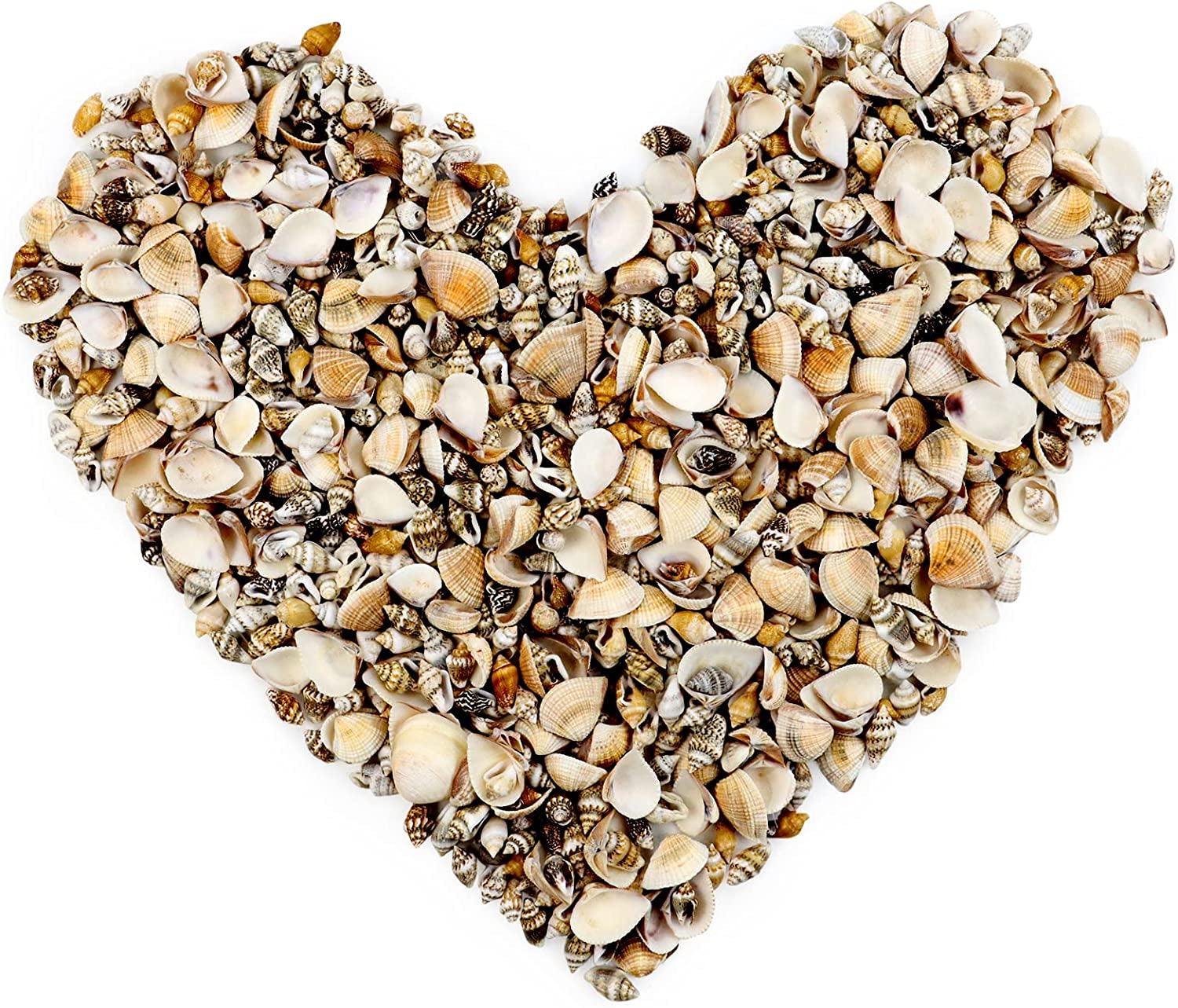 1000Pcs Mini Sea Shells Mixed Ocean Beach Seashells Various Sizes Natural Seashells Starfish for Fish Tank, Home Decorations, Beach Theme Party, WoodArtSupply