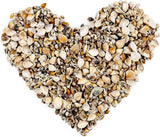 1000Pcs Mini Sea Shells Mixed Ocean Beach Seashells Various Sizes Natural Seashells Starfish for Fish Tank, Home Decorations, Beach Theme Party, WoodArtSupply