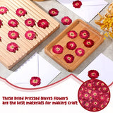 100 Pcs Red Rose Dried Pressed Flowers Small Dry Flowers Real Natural Resin Filler for Scrapbooking DIY Resin Crafts Candle Decoration Jewelry Crafts Woanger