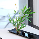 10Pcs Floral Frogs 23mm/0.9inch Round Kenzans Mini Flower Frog Pin Frog Japanese Ikebana Spiky Frog Fixed Tools Metal Flower Arranger Tool Pin Holder Eggone