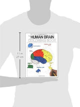 The Human Brain Coloring Book: A Coloring Book (Coloring Concepts) Collins Reference