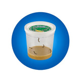 Insect Lore Raise and Release Butterfly Garden Kit – Caterpillar Habitat with redeemable Voucher – STEM-accredited Live Butterfly Growing Kit for Kids, Classrooms, and Homeschool Learning Insect Lore