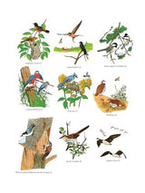 Fifty Favorite Birds Coloring Book (Dover Animal Coloring Books) Dover Publications